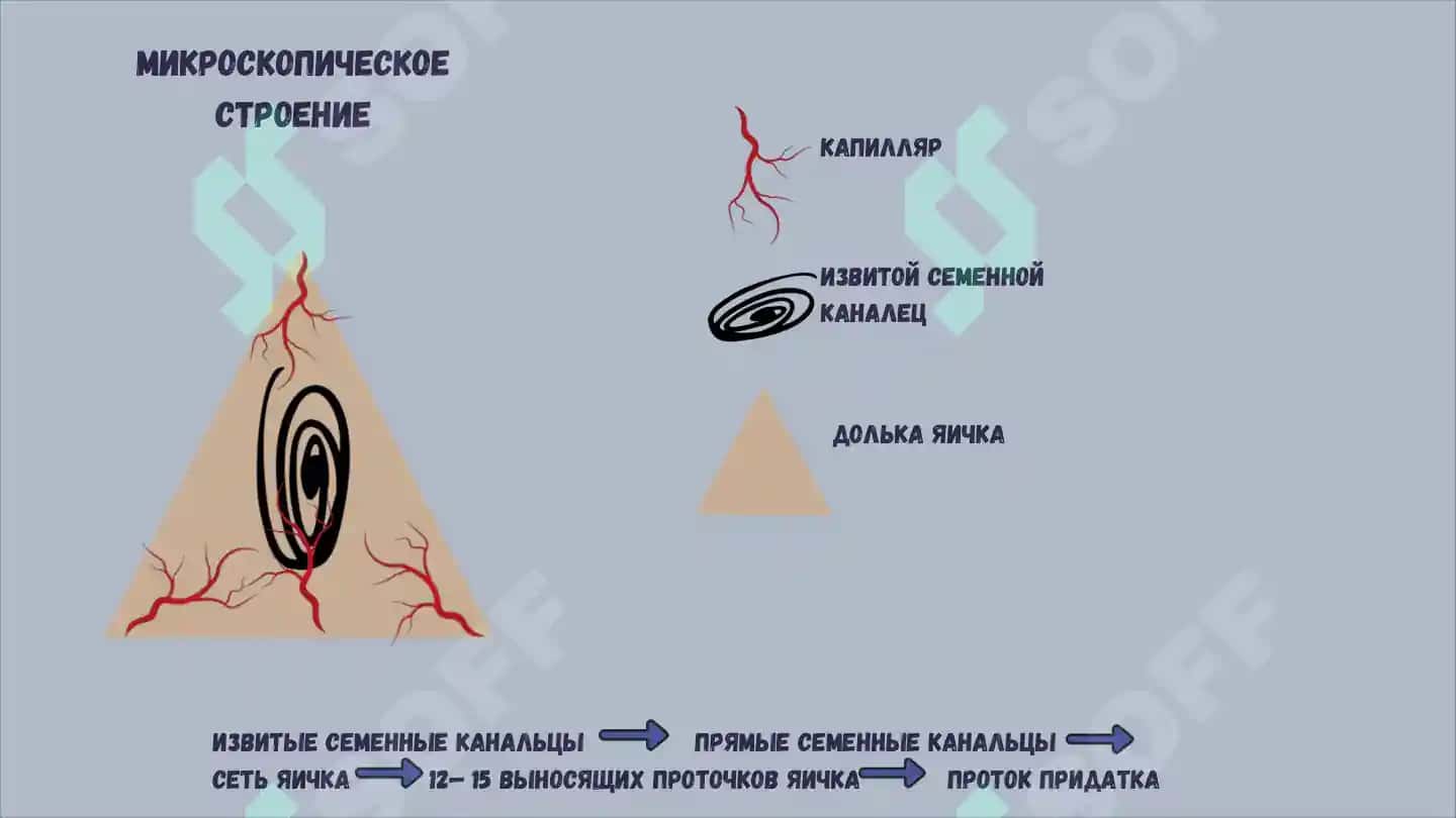 Репродуктивная система 5