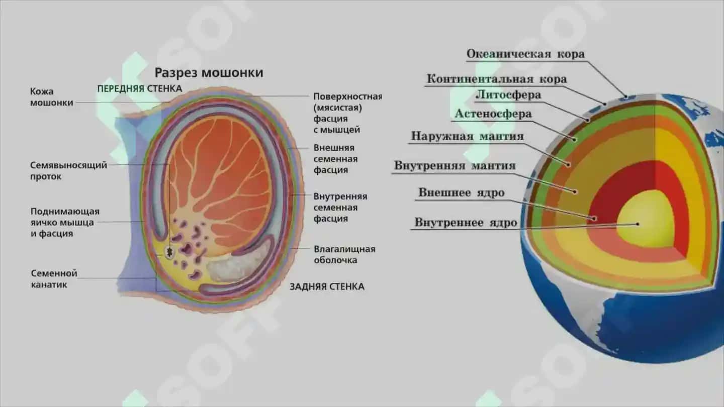 Репродуктивная система 8