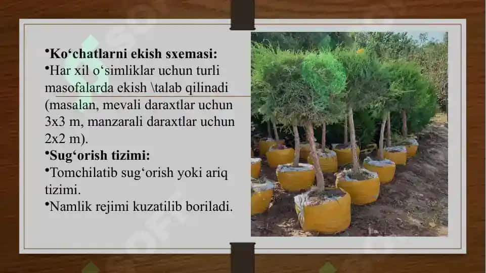 Ko‘chatlar kavlash va standartlar 4
