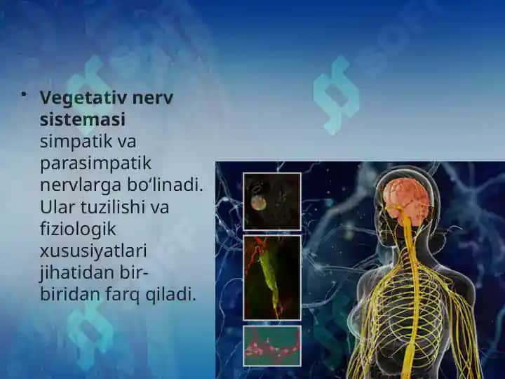 Vegetativ nerv sistemasi 6