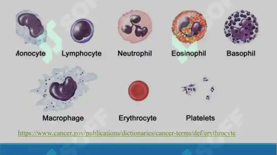 Eritrotsitlar fiziologiyasi. Gemoglobin. Laboratoriya mashg’uloti taqdimoti 23 bet. 3