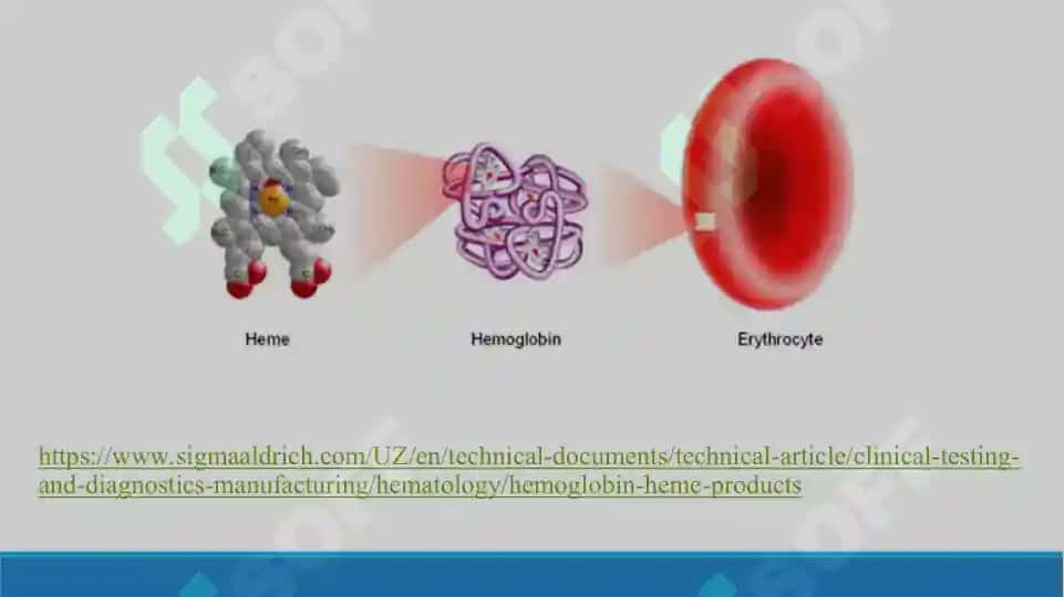 Eritrotsitlar fiziologiyasi. Gemoglobin. Laboratoriya mashg’uloti taqdimoti 23 bet. 4