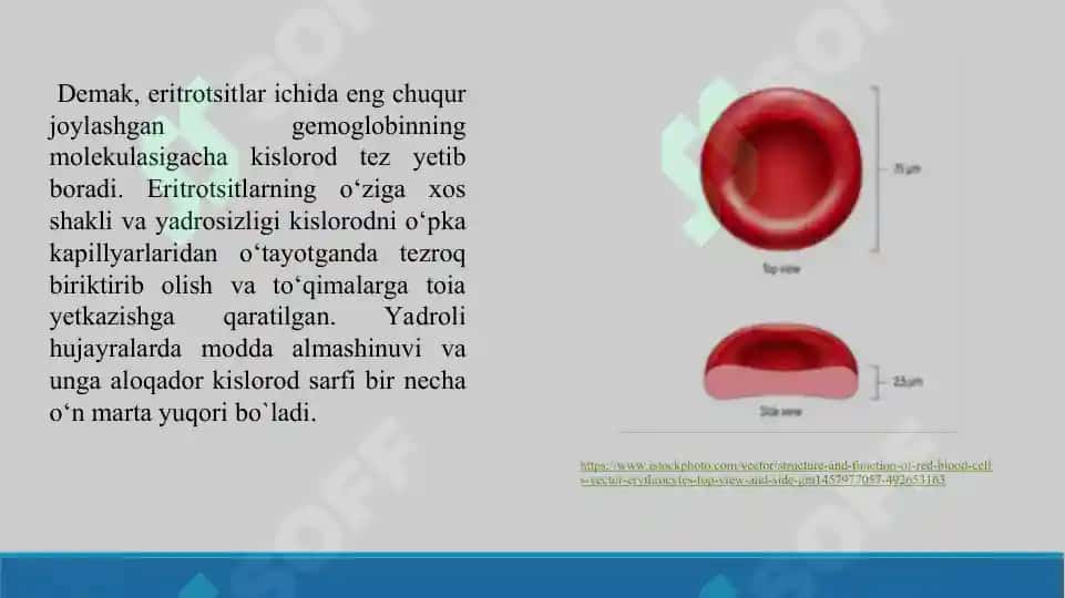Eritrotsitlar fiziologiyasi. Gemoglobin. Laboratoriya mashg’uloti taqdimoti 23 bet. 7