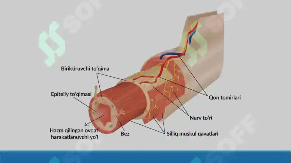 To'qimalarning fiziologik va reparativ regeneratsiyasi. To'qimalar o'zgaruvchanligi chegaralari. Taqdimot, 13 bet. 4