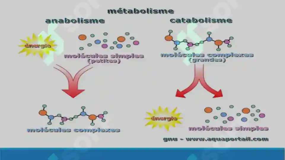 Katabolik metabolizm. Mikrob hujayrasi tomonidan energiya olish. Taqdimot 19 bet. 4