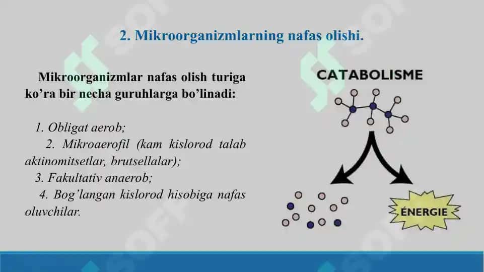 Katabolik metabolizm. Mikrob hujayrasi tomonidan energiya olish. Taqdimot 19 bet. 5