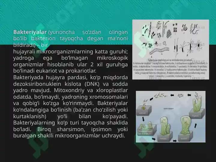 Bakteriyalarning Bioplyonka Hosil Qilishi va uning Praktik Ahamiyati 3