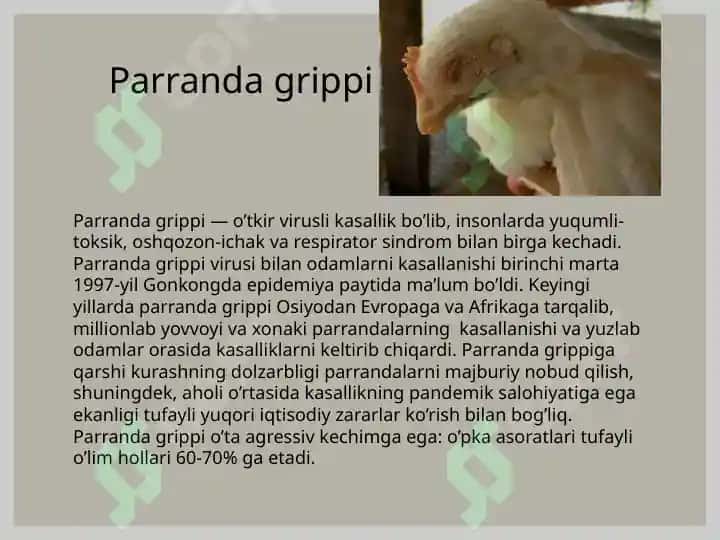 Parranda va Cho’chqa Grippi 3