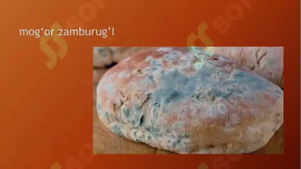 Zamburug‘lar dunyosi 4