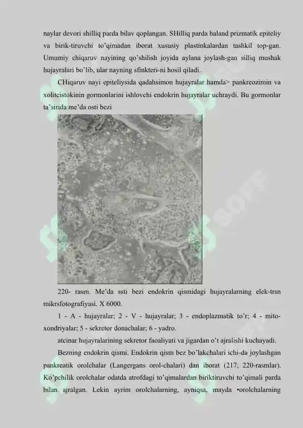 Me’da osti va buyrak usti bezining tuzilishi 6