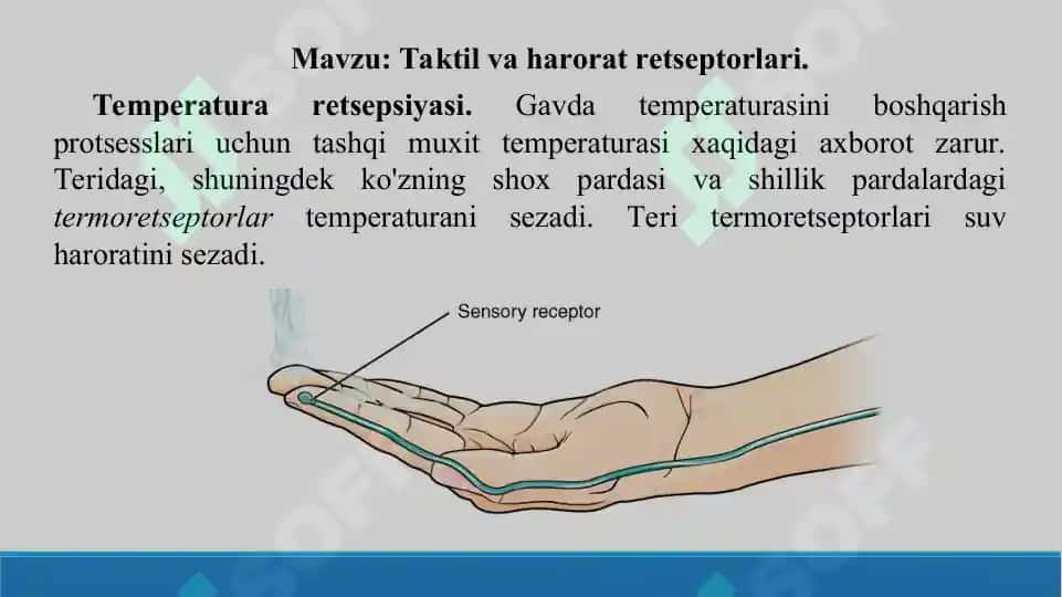 13. Taktil va harorat retseptorlari. Taqdimot, 12 bet 2
