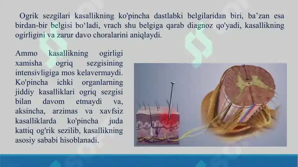 14. Og'riq retseptorlari. Visseroretseptorlar. Proprioretseptorlar. Taqdimot, 17 bet 8