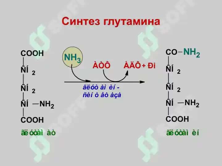 Ammikakni zararsizlantirilishi. Aminokislotalar almashinuvining hususiy yo’llari 6