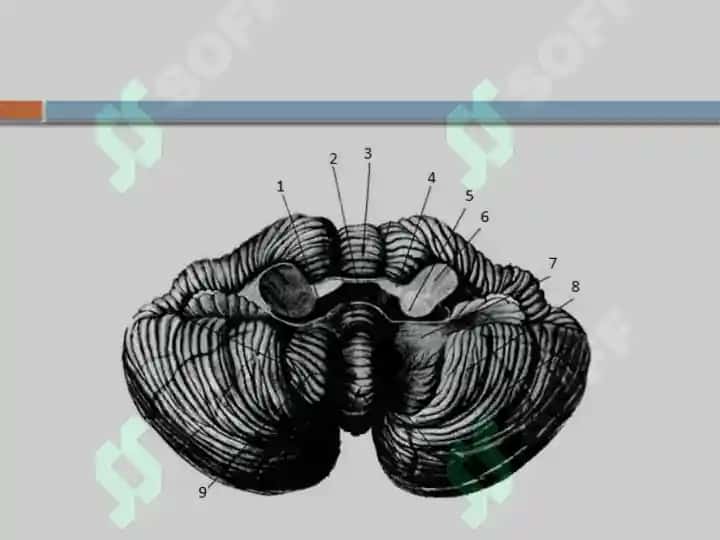 Anatomiya dan biletlar 3