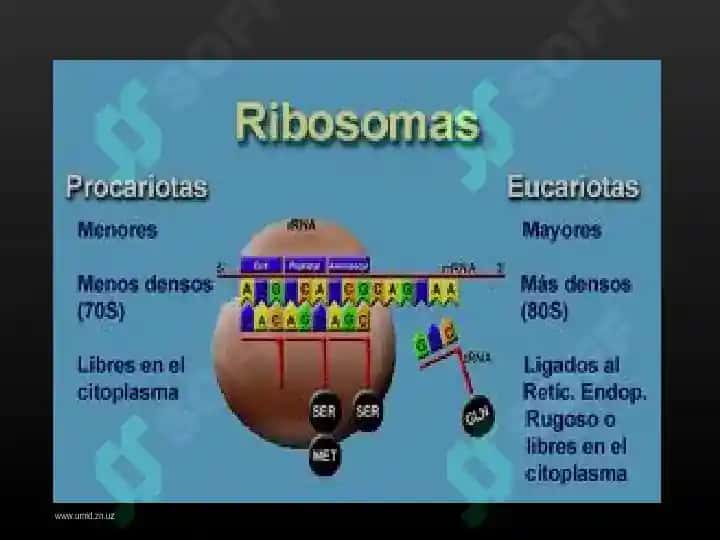 Hujayraning membranasiz organoidlari, ularning funksiyasi va ahamiyati 5