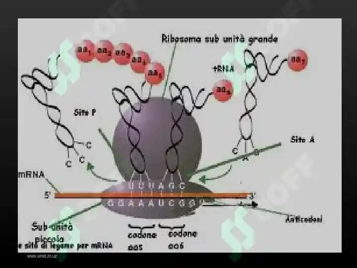 Hujayraning membranasiz organoidlari, ularning funksiyasi va ahamiyati 7