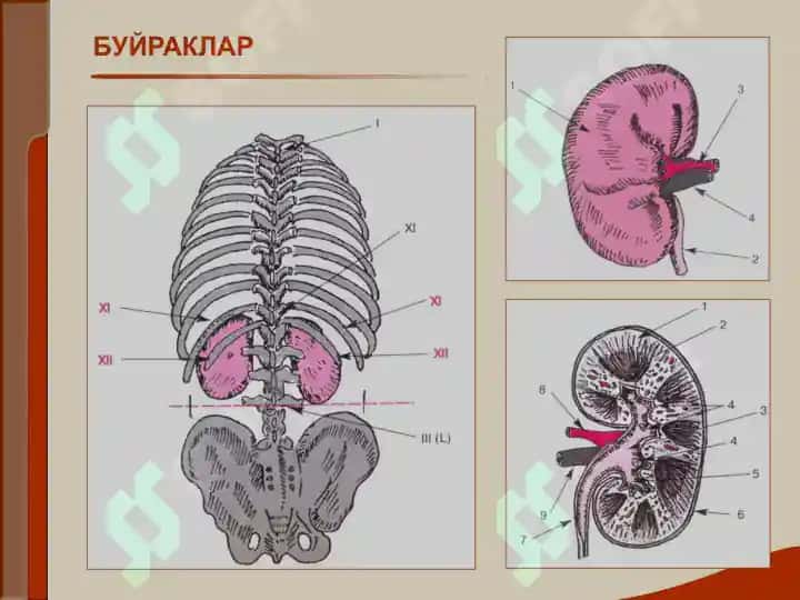 Буёрак касаллиги билан ўғриган беморларни текшириш 2