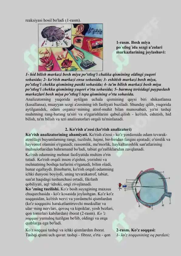 Analizatorlar. Teri analizatorlari. Ko’rish analizatori. Eshitish analizatori. Hid bilish, ta’m bilish analizatorlari 4