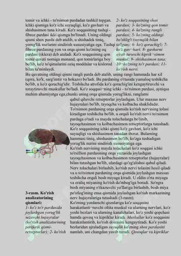 Analizatorlar. Teri analizatorlari. Ko’rish analizatori. Eshitish analizatori. Hid bilish, ta’m bilish analizatorlari 5