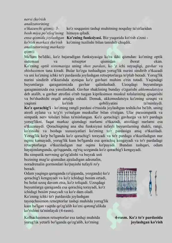 Analizatorlar. Teri analizatorlari. Ko’rish analizatori. Eshitish analizatori. Hid bilish, ta’m bilish analizatorlari 6