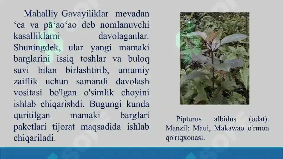 Qichitqigullilar tartibi, qichitqidoshlar va nashadoshlar oilalarining vakillari, tuzilishi va ahamiyati. Taqdimot, 16 bet 8