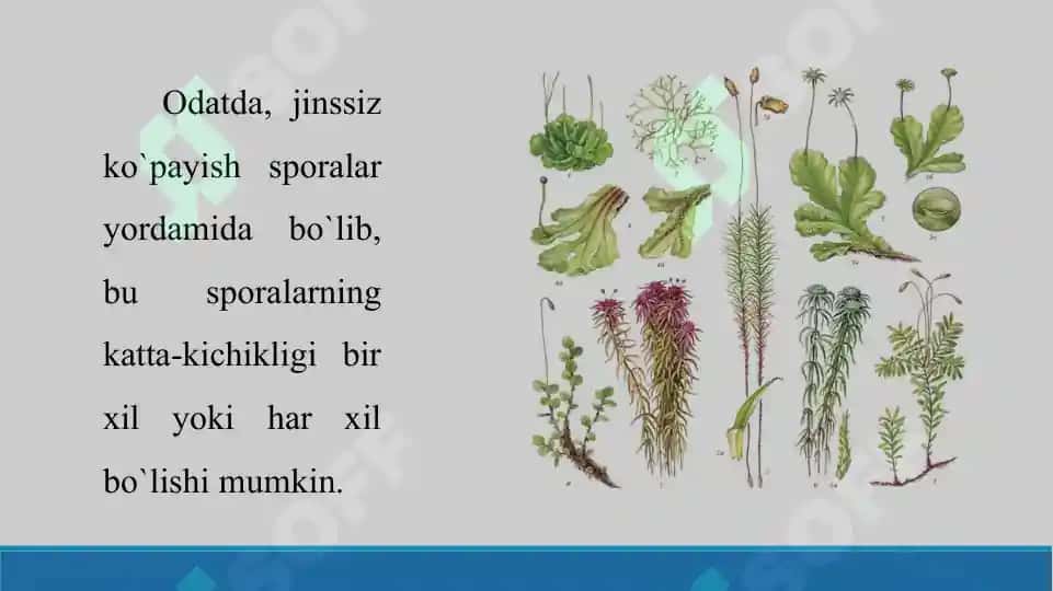 Yuksak sporali o‘simliklarning tuzilishi, ko‘payishi va ahamiyati. Taqdimot 25 bet 4