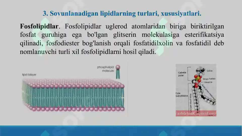 Sovunlaydigan lipidlar.  Yog’larning xossalari. Sovunlanmaydigan lipidlar. Taqdimot 18 bet 8