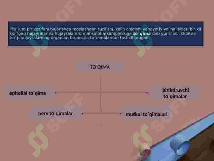 Ko’p hujayrali hayvonlarning kelib chiqishi nazariyalari 2
