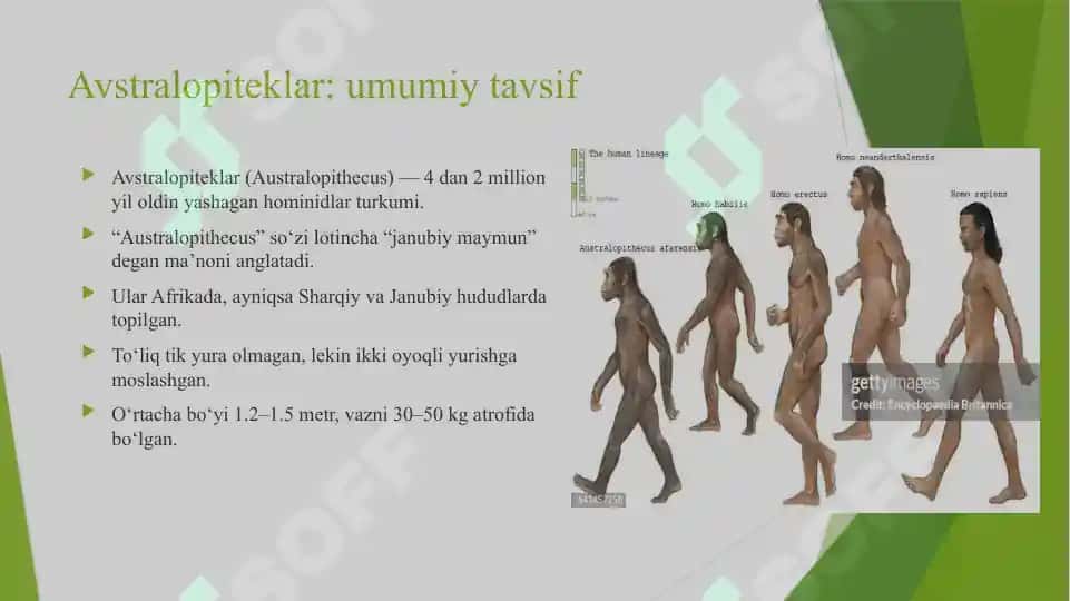 INSON EVOLUTSIYASI VA OLD TARIX FANI RIVOJLANGAN AVSTROLOPITEKLAR 2