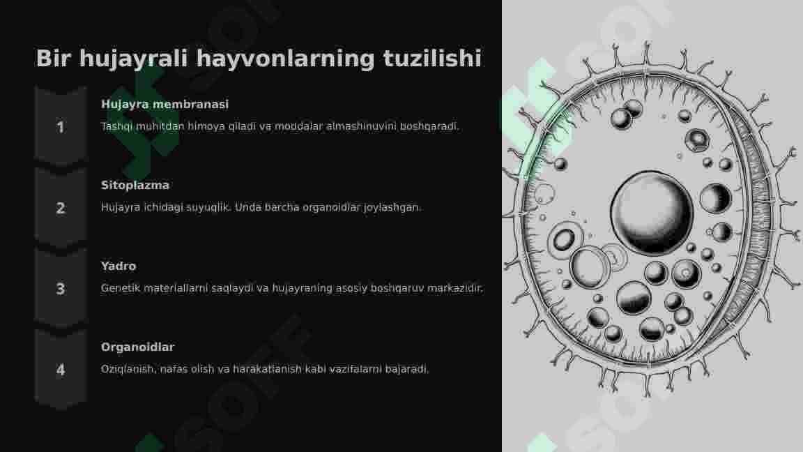 Bir hujayrali hayvonlar 2