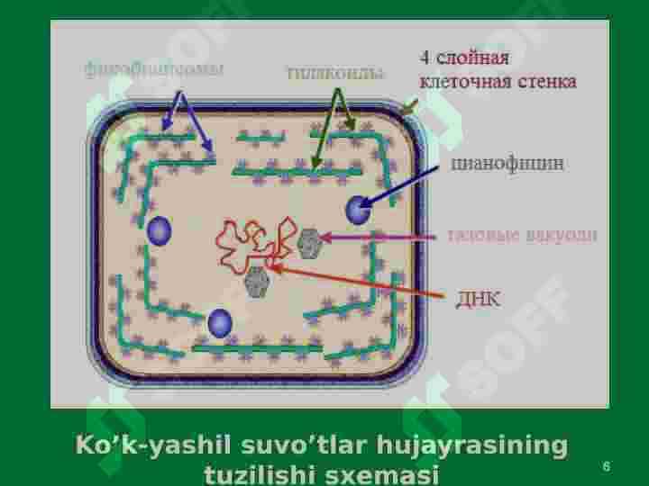 Koʻk-yashil suv oʻtalar boʻlimi bilan umumiy tanishish 6