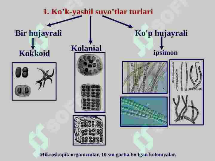 Koʻk-yashil suv oʻtalar boʻlimi bilan umumiy tanishish 7
