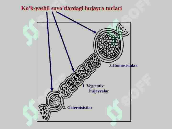 Koʻk-yashil suv oʻtalar boʻlimi bilan umumiy tanishish 8