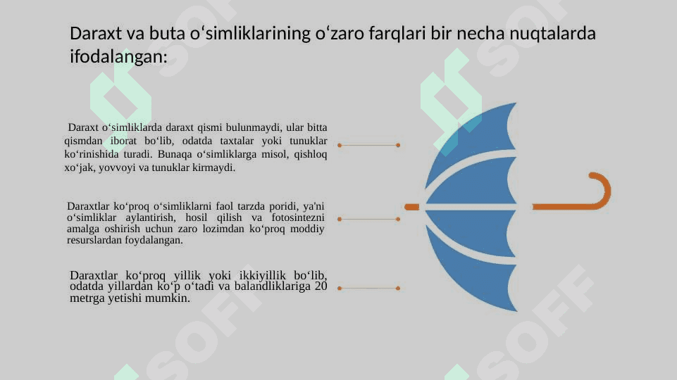 Toʻqayzorlardagi daraxt va buta oʻsimliklarini ahamiyati 4