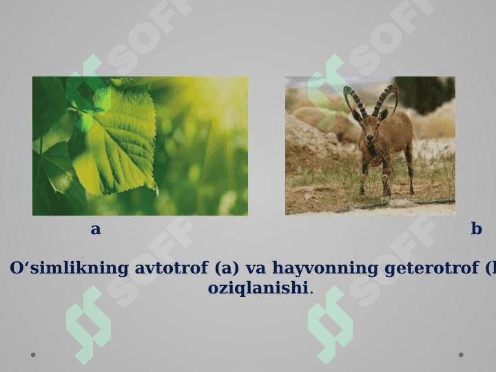 Tirik organizmlarning xususiyatlari 4