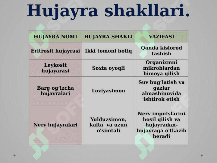 Hujayra – tiriklikning asosi 3