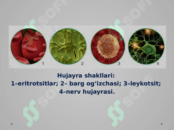 Hujayra – tiriklikning asosi 4