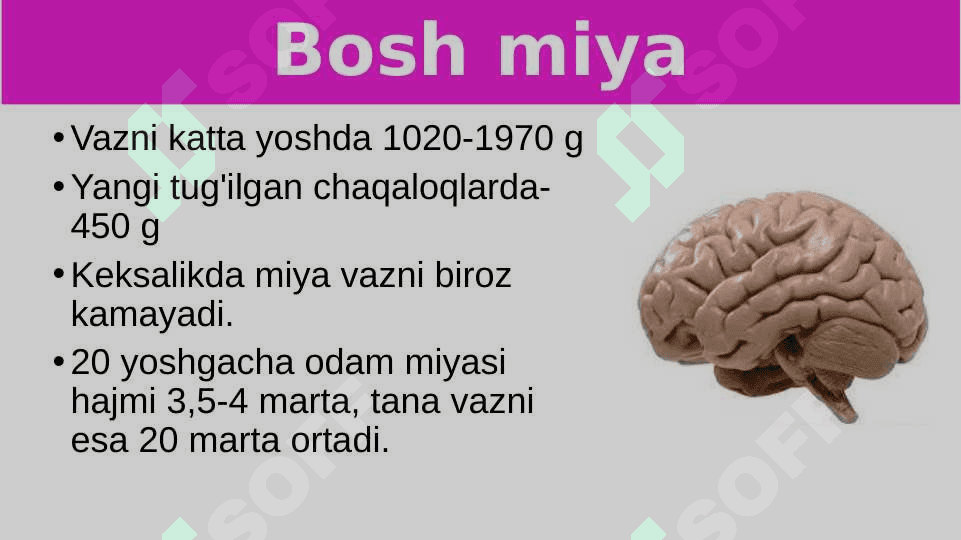 Bosh miyaning tuzilishi va funksiyasi 2