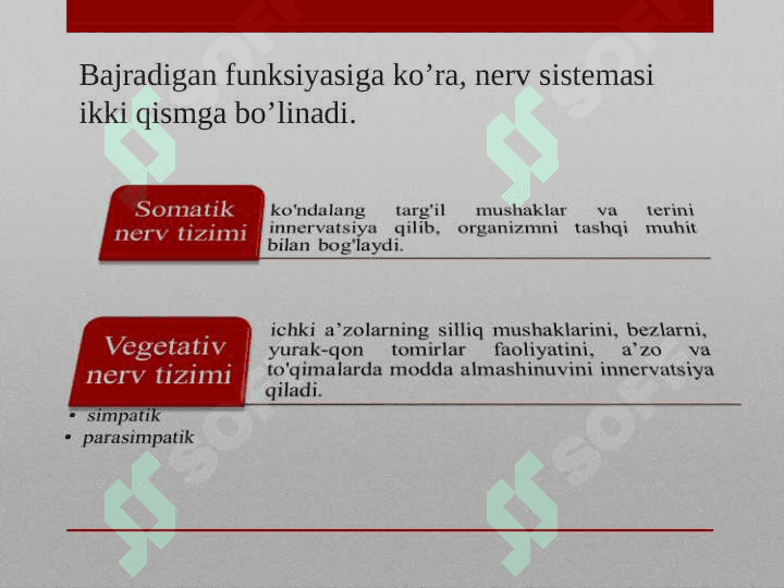 Nerv sistemasining tuzilishi 7