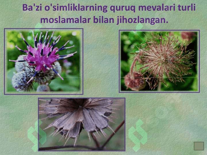 YUKSAK  O’SIMLIKLARNING URUG’LAR  YORDAMIDA KO’PAYISHI haqida umumiy tanishish 3