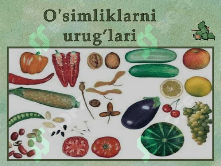 YUKSAK  O’SIMLIKLARNING URUG’LAR  YORDAMIDA KO’PAYISHI haqida umumiy tanishish 4