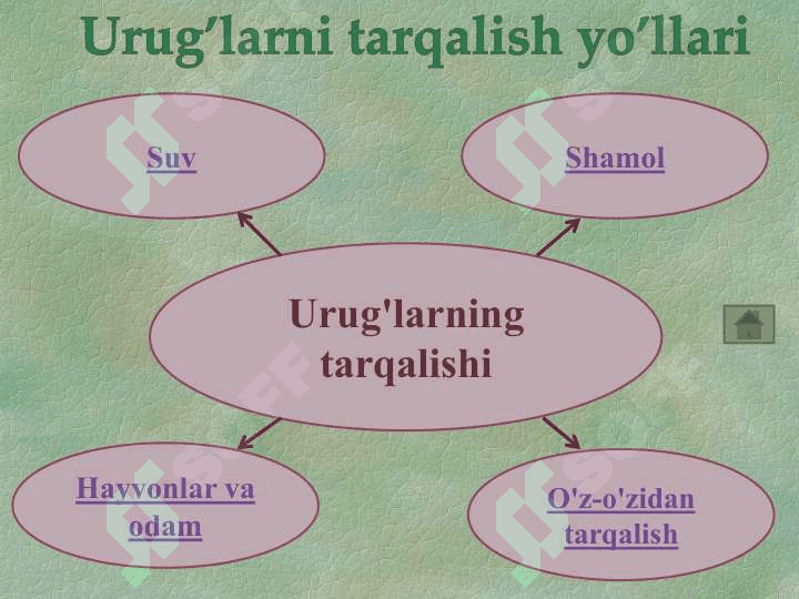 YUKSAK  O’SIMLIKLARNING URUG’LAR  YORDAMIDA KO’PAYISHI haqida umumiy tanishish 7