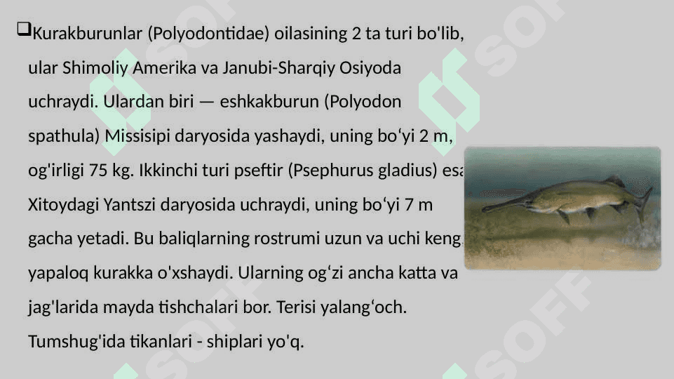 Suyakli baliqlarning sistematikasi 8