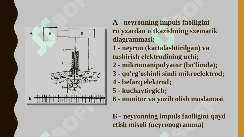 Impulsli faoliyatni qayd etish. Elektroensefalografiya 6