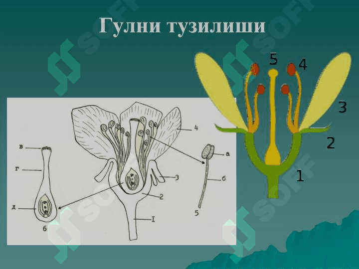 Gulning tuzlishi v funksiyasi 4