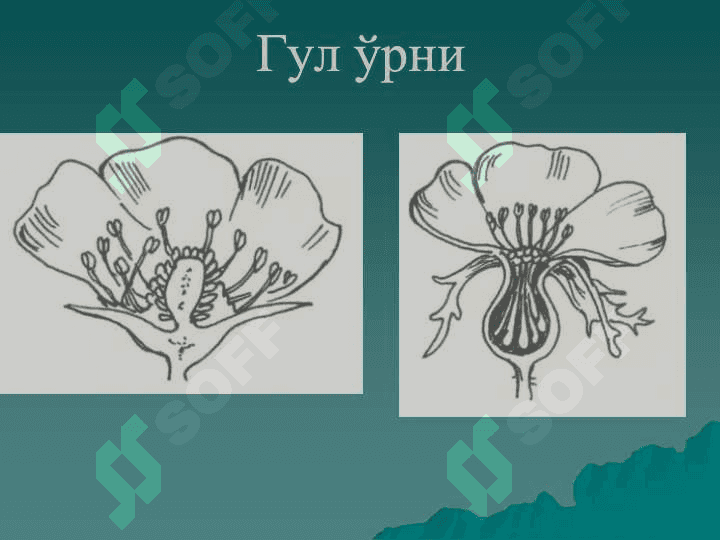 Gulning tuzlishi v funksiyasi 6