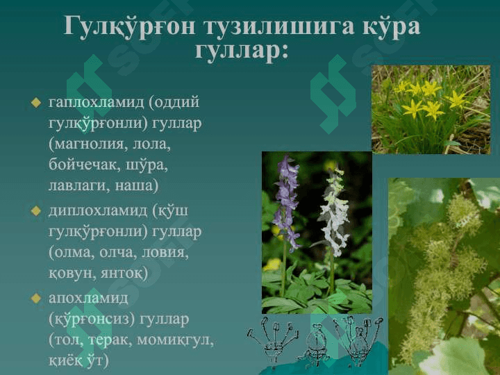 Gulning tuzlishi v funksiyasi 7