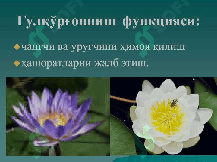Gulning tuzlishi v funksiyasi 8