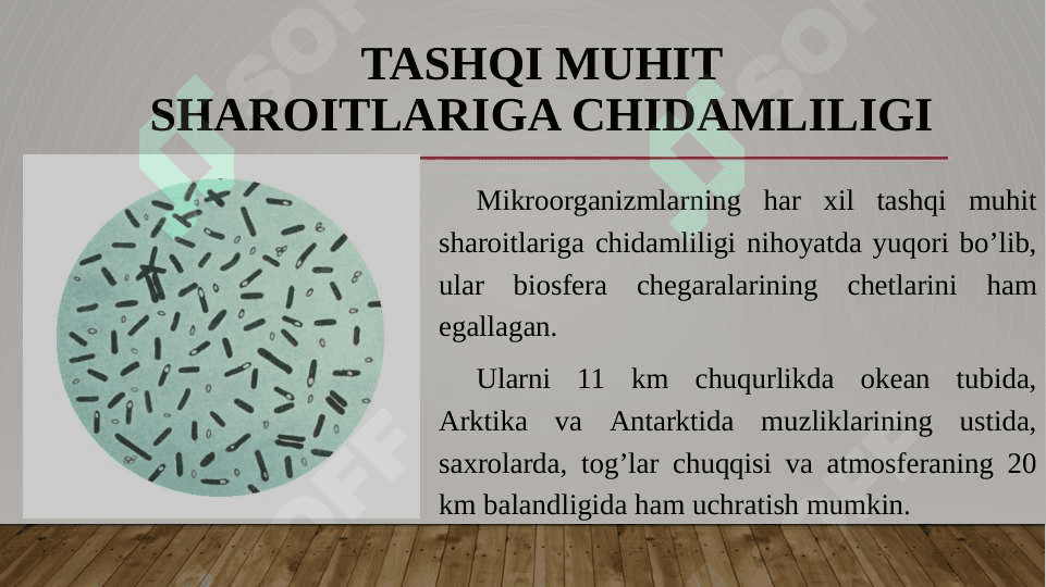 Mikroorganizmlar, ularning turlari hamda qoʼllanilish sohalari 4