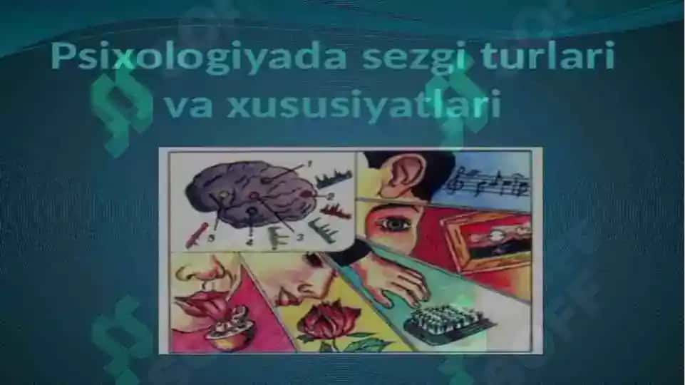Diqqat va sezgi 5